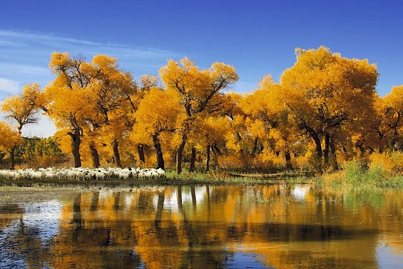 Pappelwald in Ejina Pappelwald in Ejina