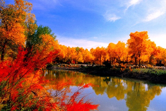 Pappelwald in Ejina Pappelwald in Ejina