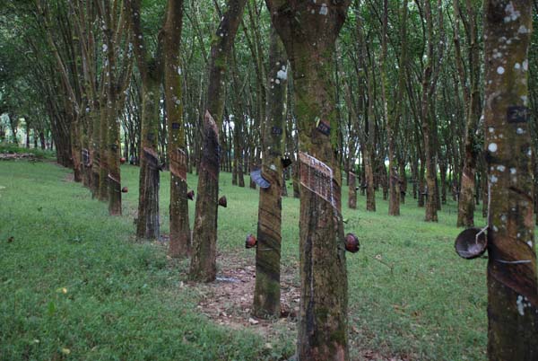 Gummi-Plantage in Xishunagbanna